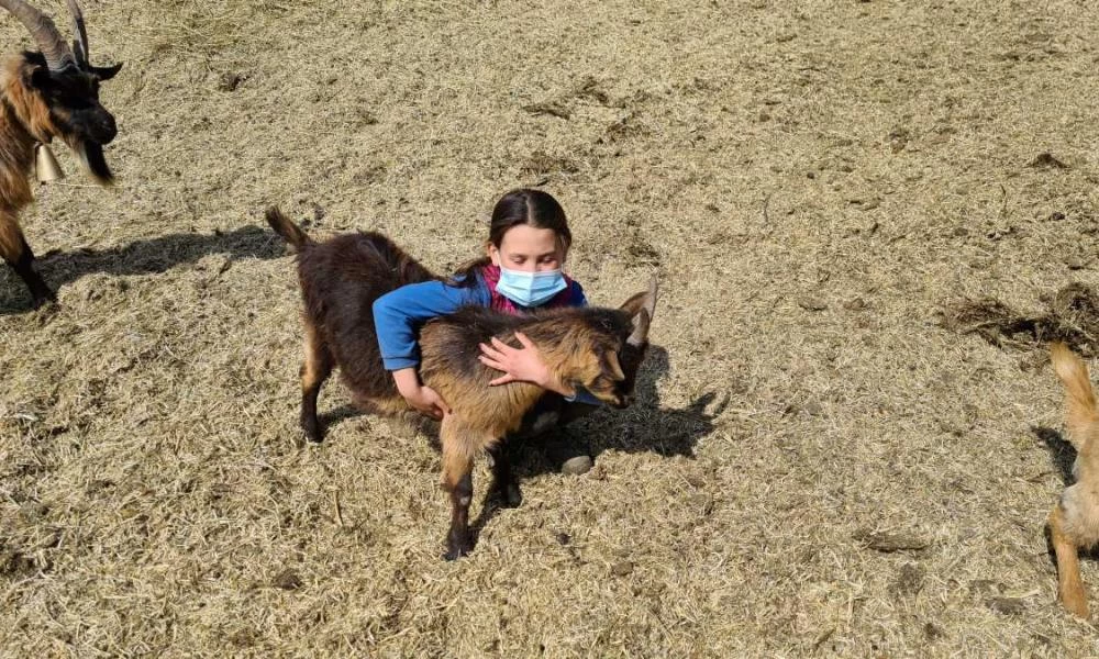 Ιταλία: Η μικρή βοσκοπούλα που κάνει τηλεκπαίδευση στα βουνά